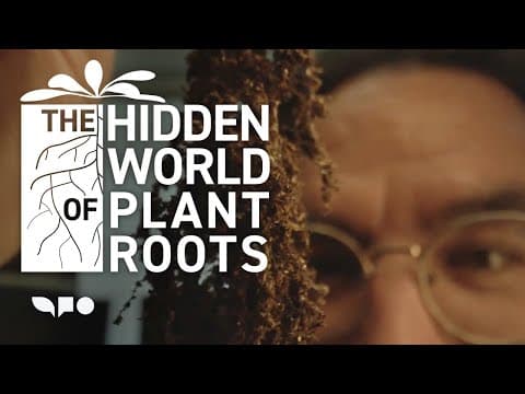The Hidden World of Plant Roots