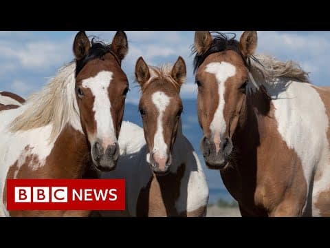 Fighting to keep the America's wild horses wild - BBC News