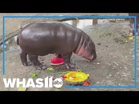 Beloved hippo Moo Deng predicted Trump would win US presidential election