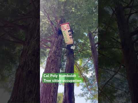 The tree-sit movement lives on