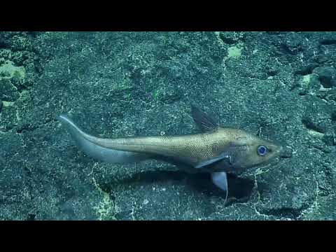 Diversity of Deep Sea Fish from Papahānaumokuākea | Nautilus Live