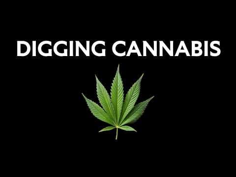 Did ancient people smoke cannabis? An archaeologist answers