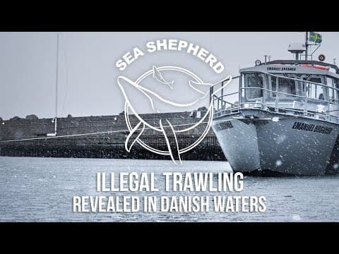 Sea Shepherd Reveals Illegal Trawling in Danish Waters