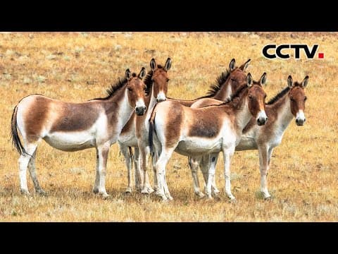 【4K】藏野驴长相独特，让人一见就忘不了！当地人为何又叫它们“野马”？| CCTV