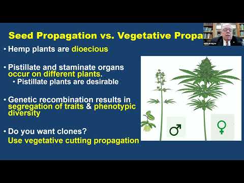 Mark Bridgen on the propagation of Cannabis sativa