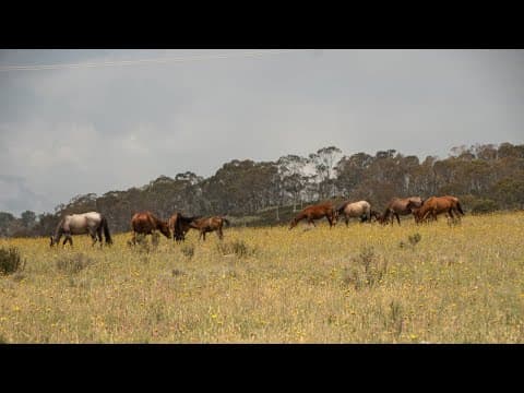 NSW government considers aerial shooting to control brumby numbers