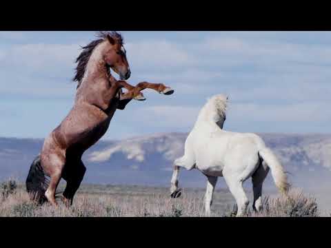 Wild Horse Warriors for Sand Wash Basin