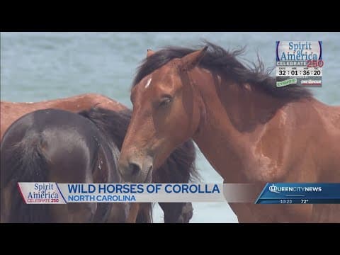 Spirit of America: Tracing and preserving the history of the Corolla wild horses
