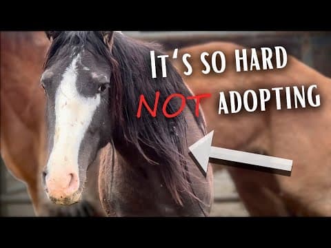 Adopting a $25 Horse is EASY...Or IS IT?