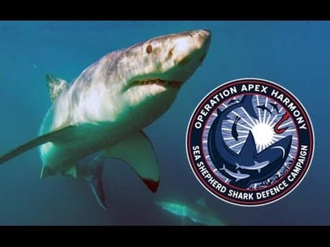 Operation Apex Harmony: Juvenile tiger shark caught on drum line at Point Cartright Queensland