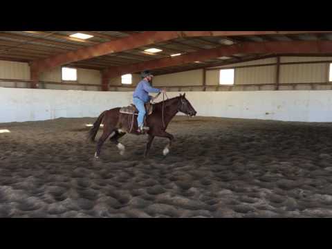 NNCC Saddle Horse Adoption Feb 2017 -- LONESOME #1137