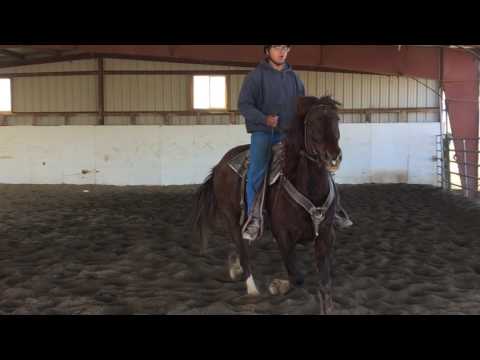 NNCC Saddle Horse Adoption Feb 2017-- DRACO