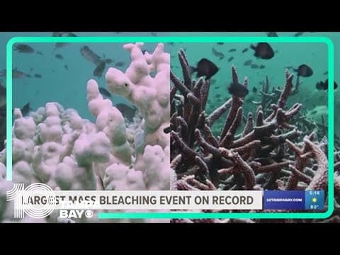 The 2023-24 global coral bleaching