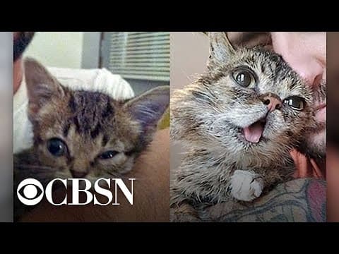 Internet-famous Lil BUB cat has died at age 8: CBS News