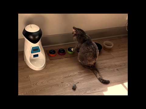 Mad - A Short Film Starring Billi the Cat