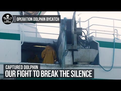 Dolphin caught in French Gillnet | Operation Dolphin Bycatch