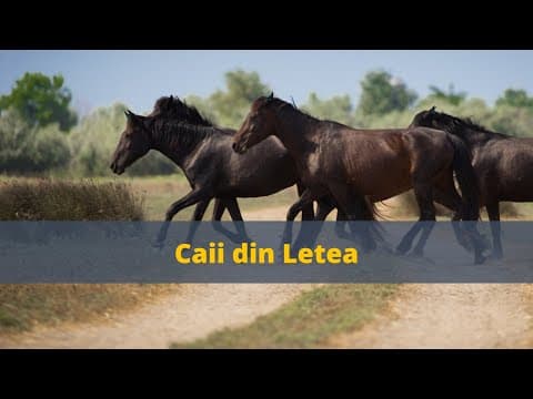 România Turistică: Pădurea Letea - locul unde trăiesc ultimii cai sălbatici din Europa