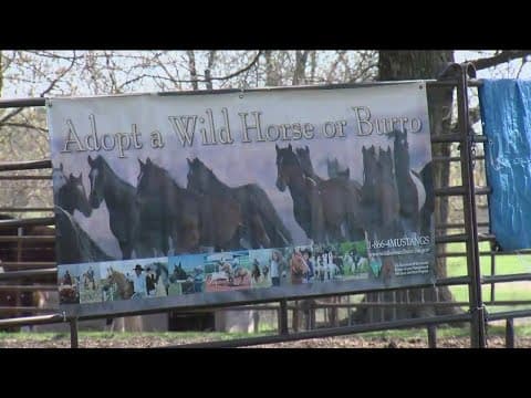 Incentives Offered to Adopt Wild Horses