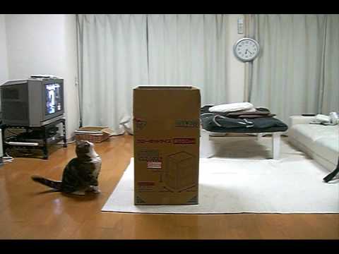 Maru and the big box
