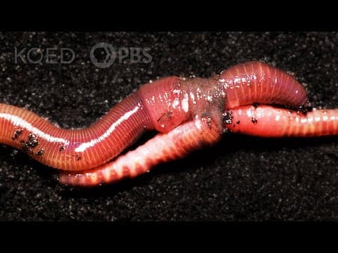 Earthworm Love Is Cuddly and Complicated