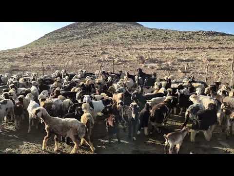 زندگی پاک عشایر قشقایی در ییلاق آغداشThe Pure Life of Qashqai Nomads in Aghdash Highlands