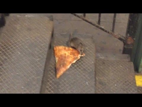 Comedian Describes Moment He Saw Rat Carrying Pizza