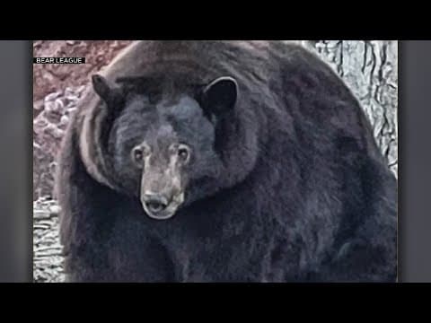 Bear Known as 'Hank The Tank' Terrorizes Lake Tahoe Neighborhood