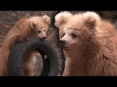 Junjun the Bear Cub Draws Crowds in Shanghai