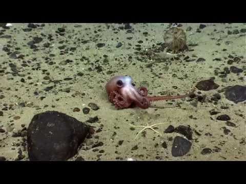 Okeanos Explorer: the U.S. Northeast Canyons