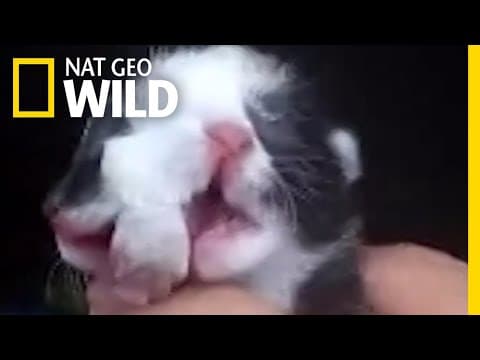 Why does this kitten have two faces?