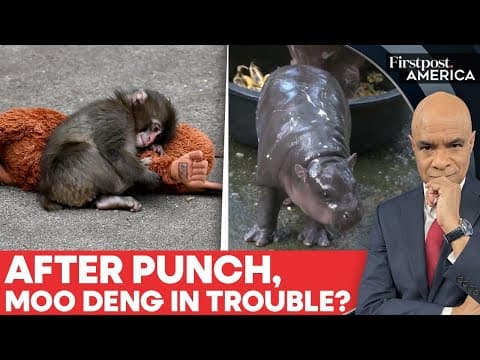 Fans Concerned Over Moo Deng's Living Conditions, Zoo Issues Statement
