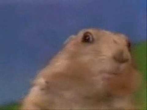 Dramatic Look (Dramatic Chipmunk / prairie dog)
