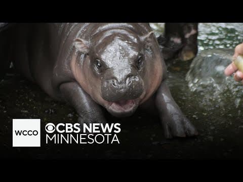 Thai zoo seeks to patent baby hippo Moo Deng, or "bouncy pork"