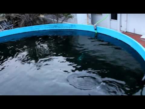 2010 12 30 CG dolphin floats in pool