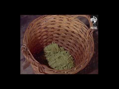Wilton Carpets - 1955
