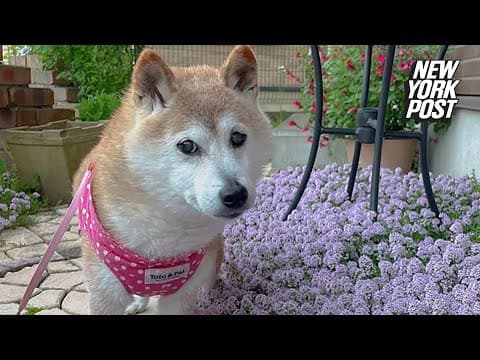 Shiba Inu who inspired 'Doge' meme dies as owner caressed her: NY Post