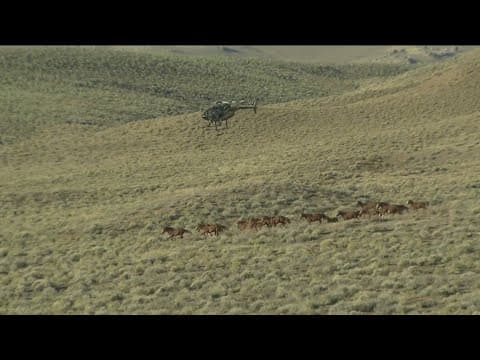 Bureau of Land Management gathering wild horses in Owyhee County