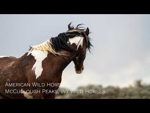 American Wild Horses: McCullough Peaks, WY Wild Horses