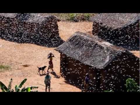 The Madagascar locust plague