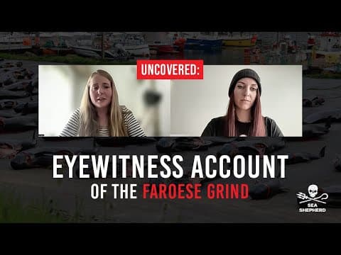 Eyewitness Account Of The Faroese Grind
