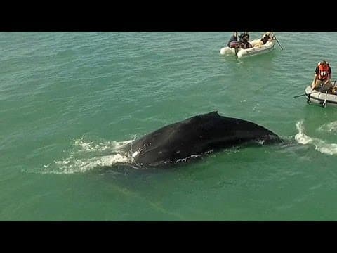Trapped whale freed in Gulf of California