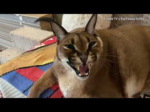Big Floppa Gosha's Hissing
