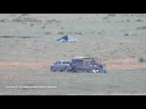 Exhausted Mare Collapses at BLM Roundup, Aug 3, 2023
