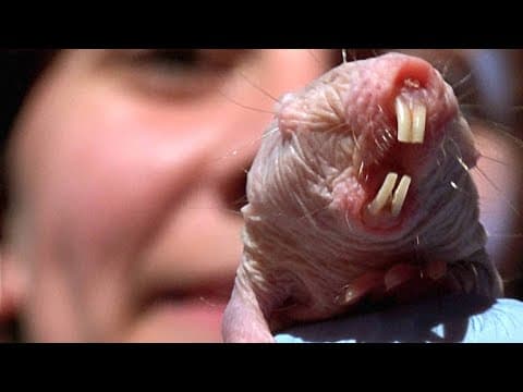How Naked Mole Rats Survive Without Oxygen