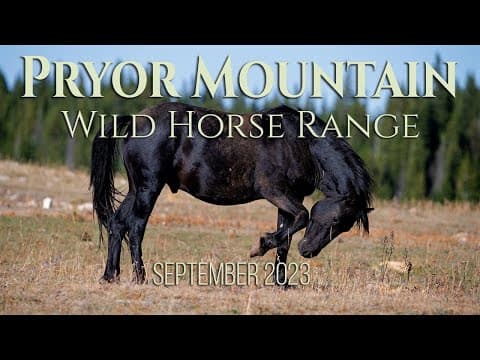 Pryor wild horses Sept. 15 2023, A relaxing look into the beautiful Pryor Mountain Wild Horses.