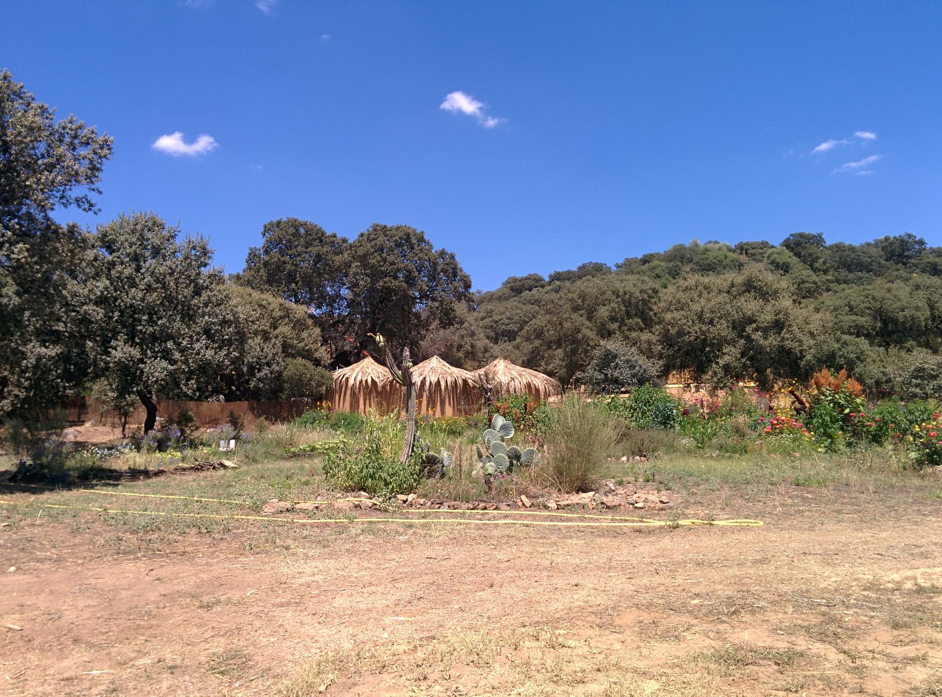 Scrub and oaks on the edge of the site, Boom 2014