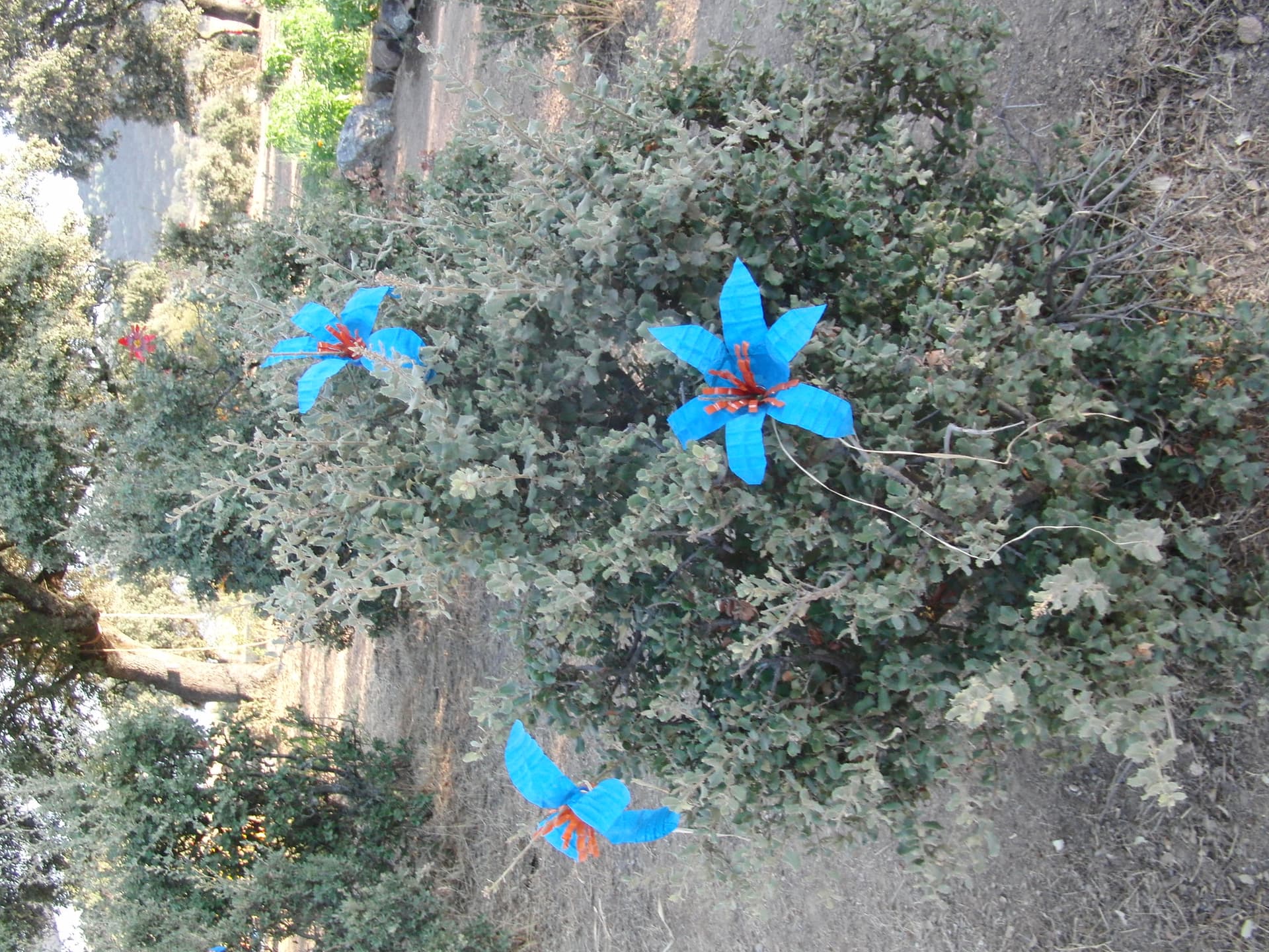 Turquoise flowers at boom, Boom 2010