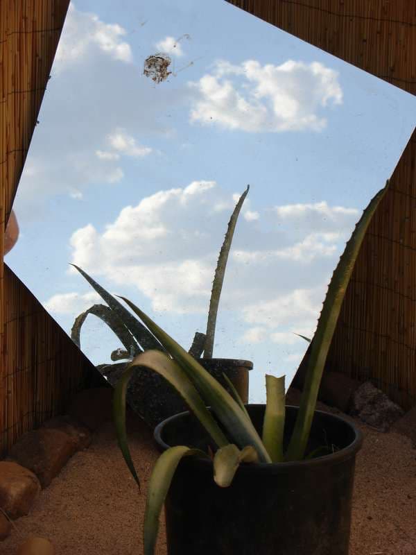 Aloe in a pot beside a mirror and reed screen, Boom 2006