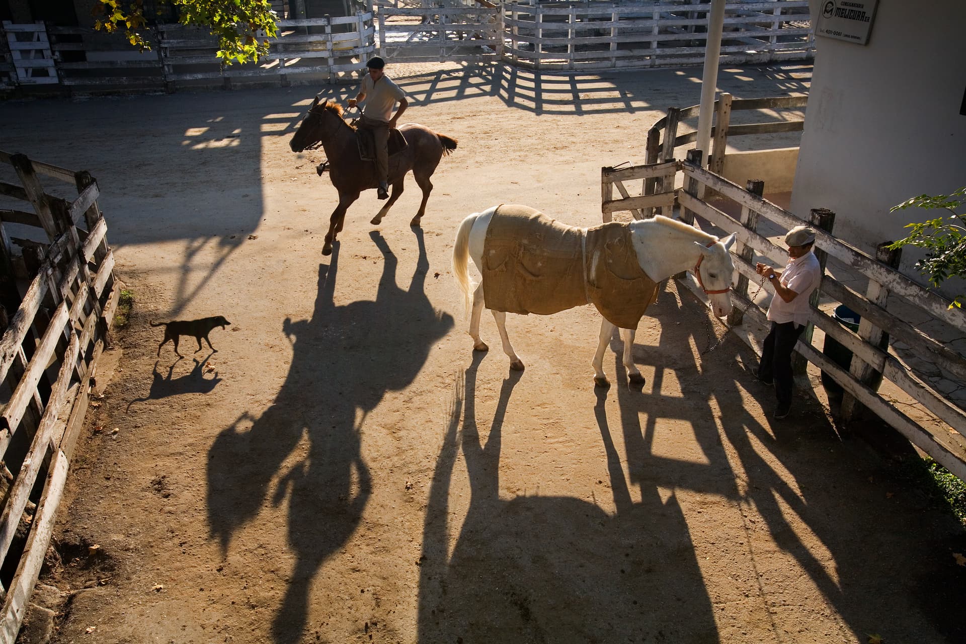 Caballo Liniers - 5993