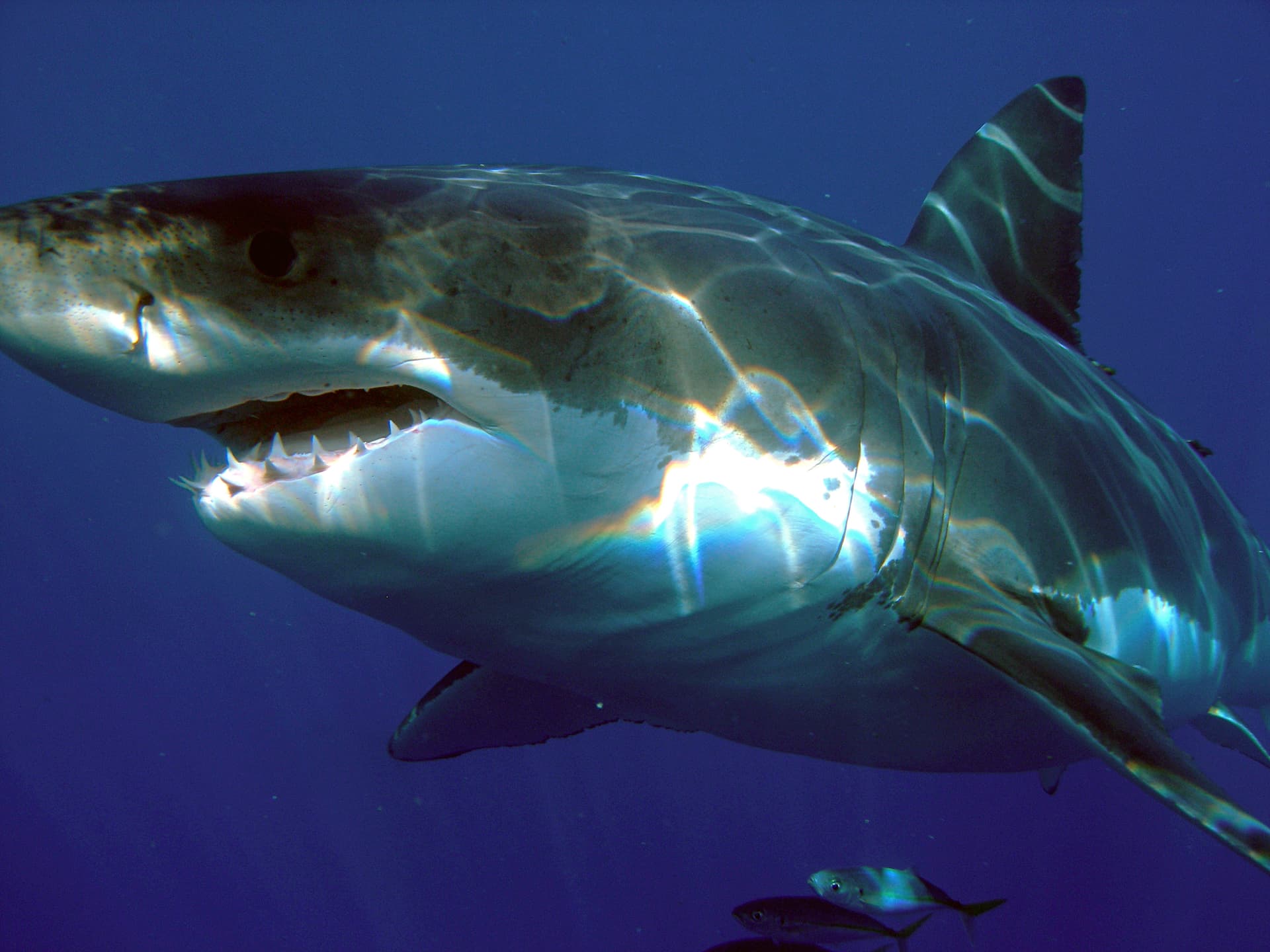 A great white shark at Isla Guadalupe, Mexico